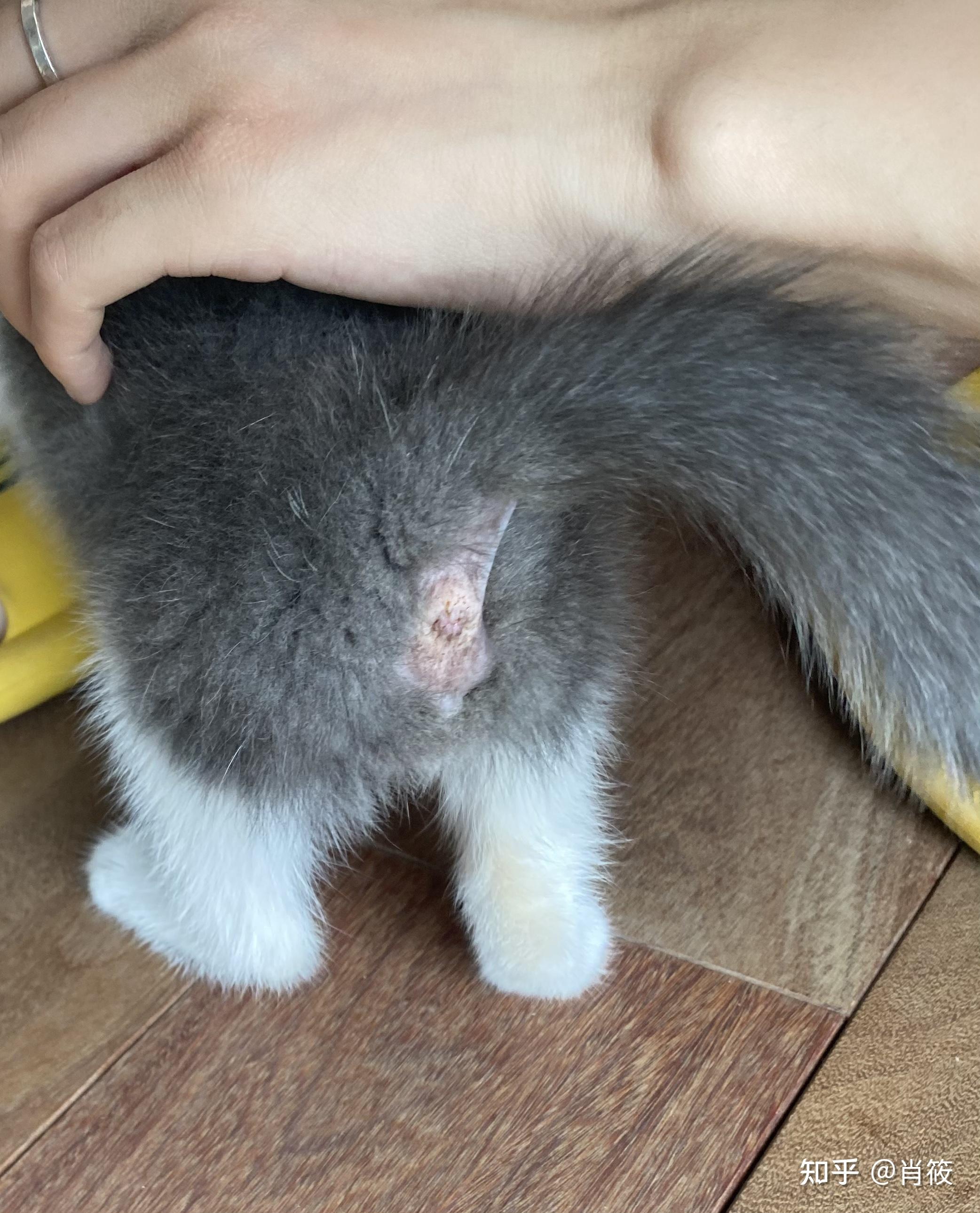 猫咪肛门腺正常的样子图片