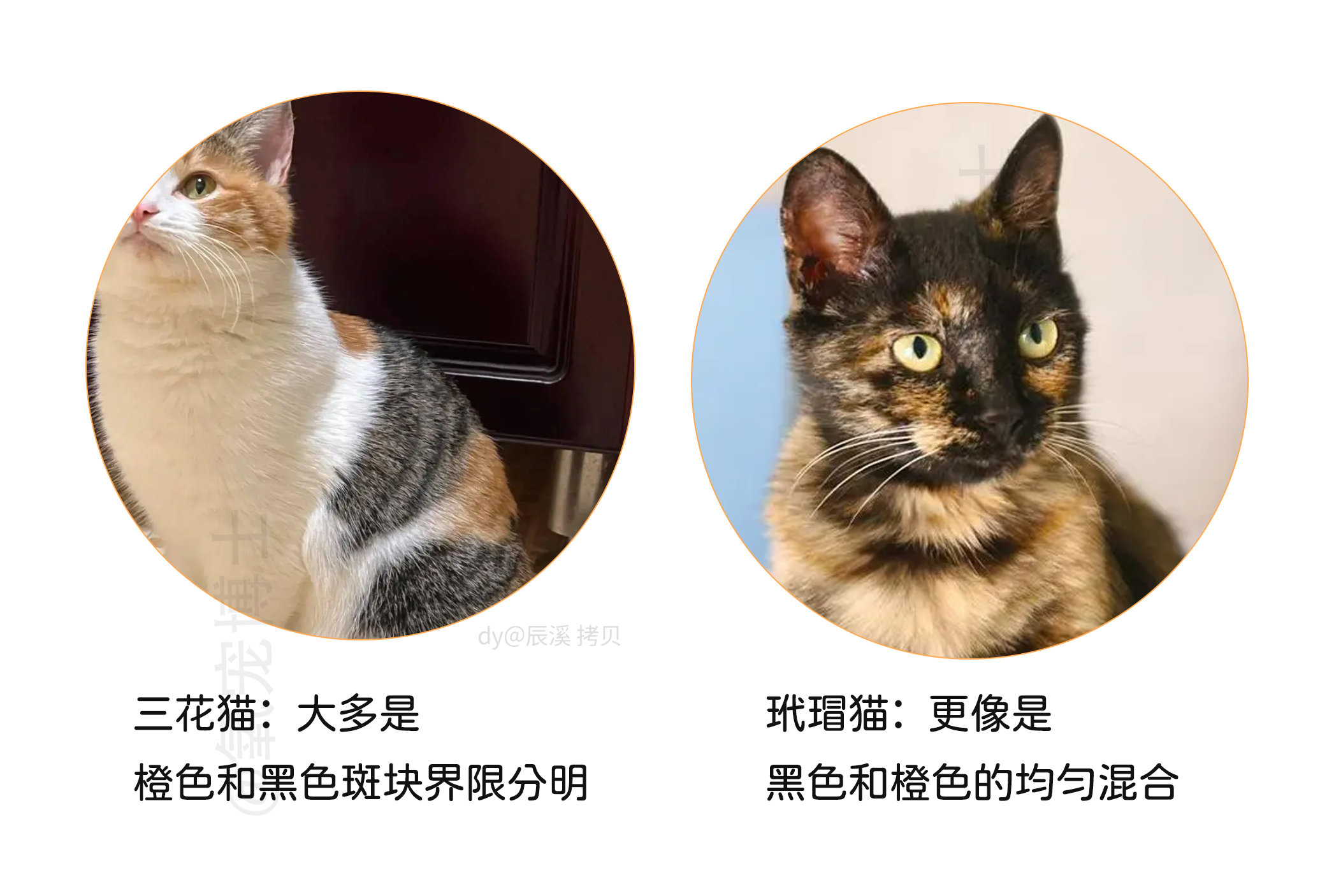 萌宠图鉴|遇到三花猫后,我又沦陷了! - 知乎