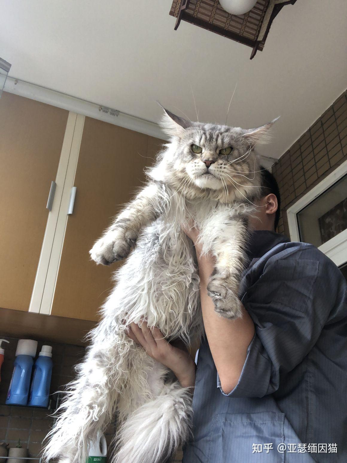 缅因猫银虎借配