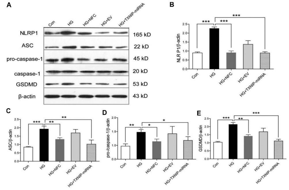 张孟仁等关于脑复聪通过抑制p2x7/nlrp1/caspase-1介导的细胞焦亡改善