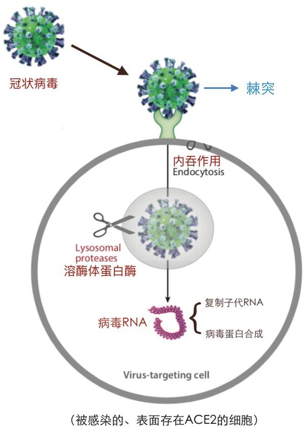 新型冠状病毒结构图解图片