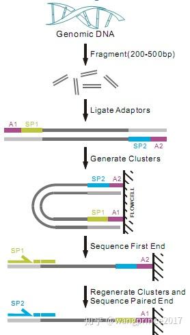 全基因组重测序