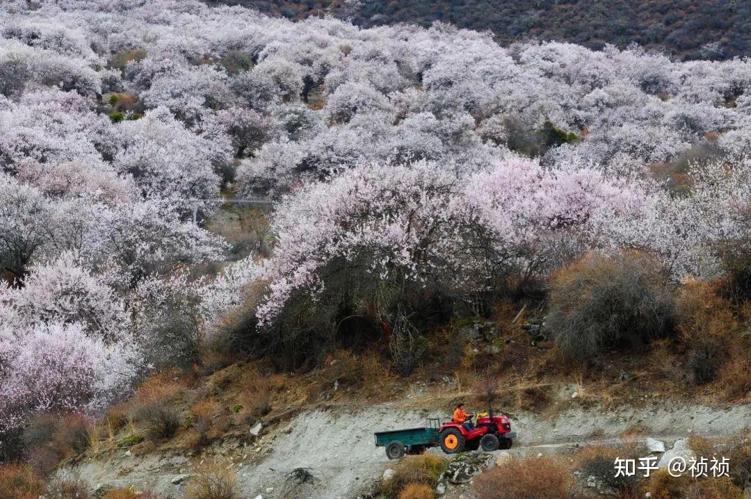 最全的林芝赏花攻略,一键解锁17个网红打卡地!