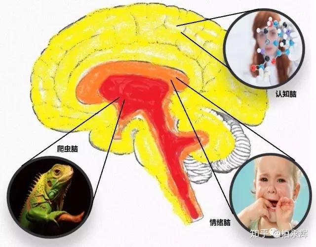 掌管情感系统和社交的猫狗脑,掌控生存策略的爬虫脑,分别是人类在进化