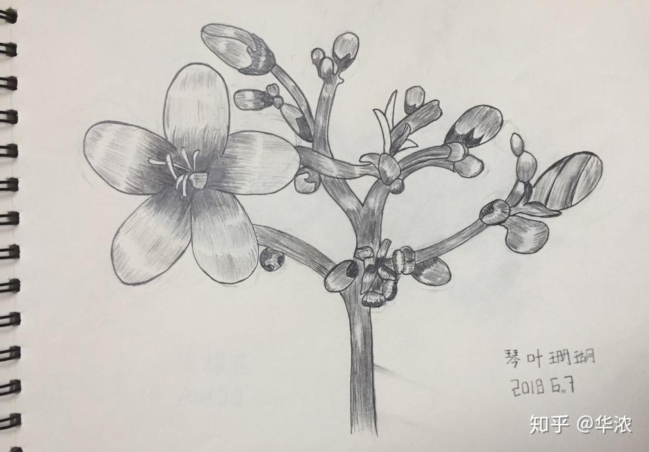 长寿花素描图片