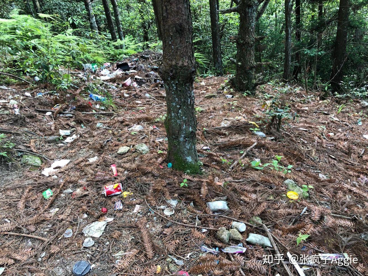 金顶下沈子村的丛林,抬头是茂绿,低头是垃圾而在这些令人心痛的现象下