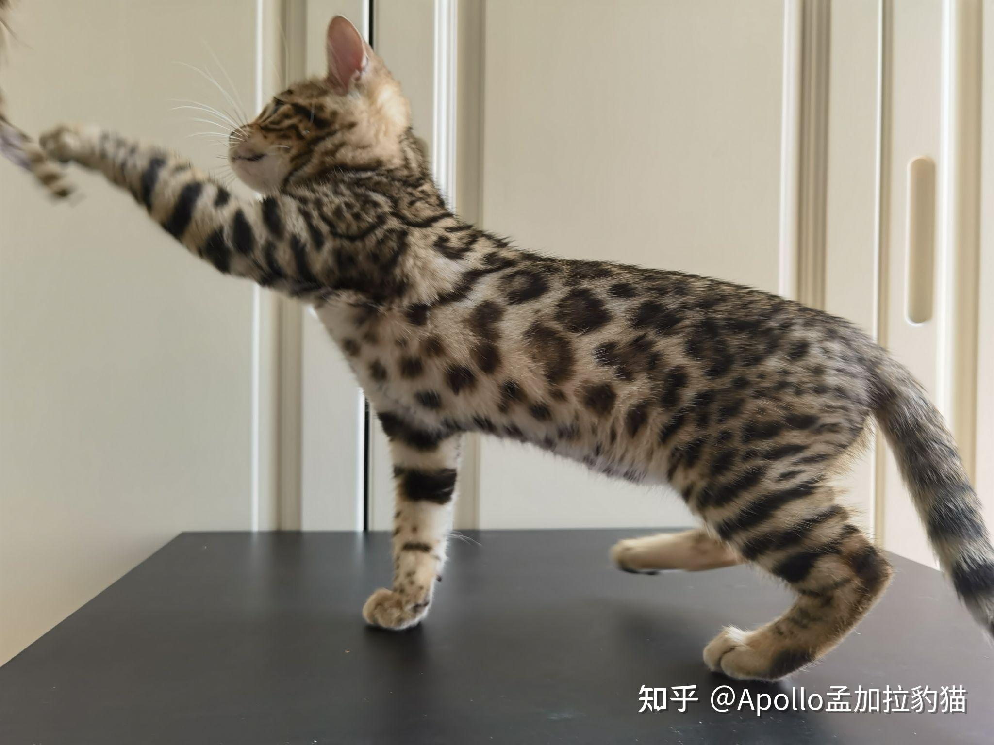 孟加拉豹猫玫瑰纹弟弟