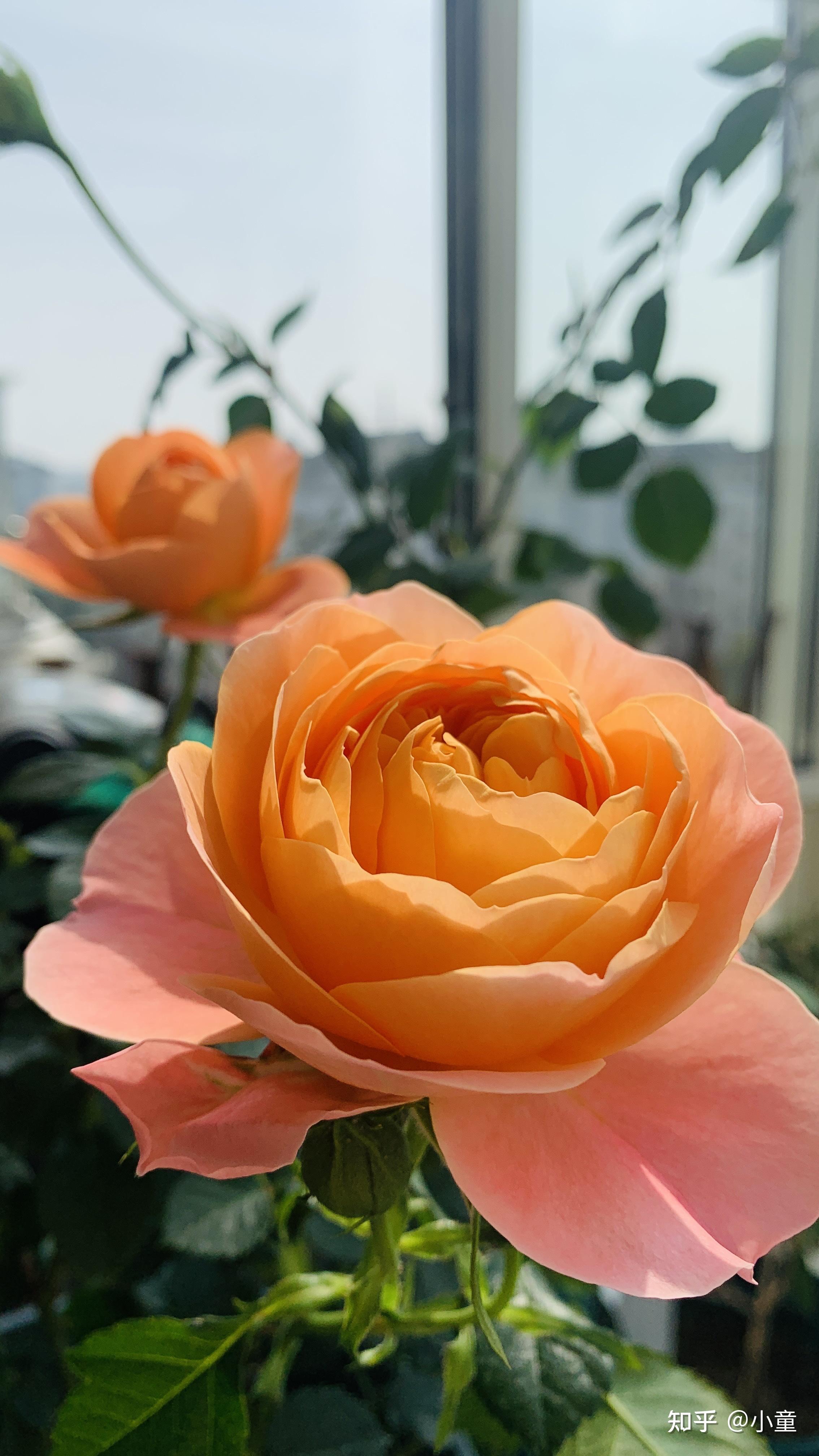 月季专篇 - 知乎