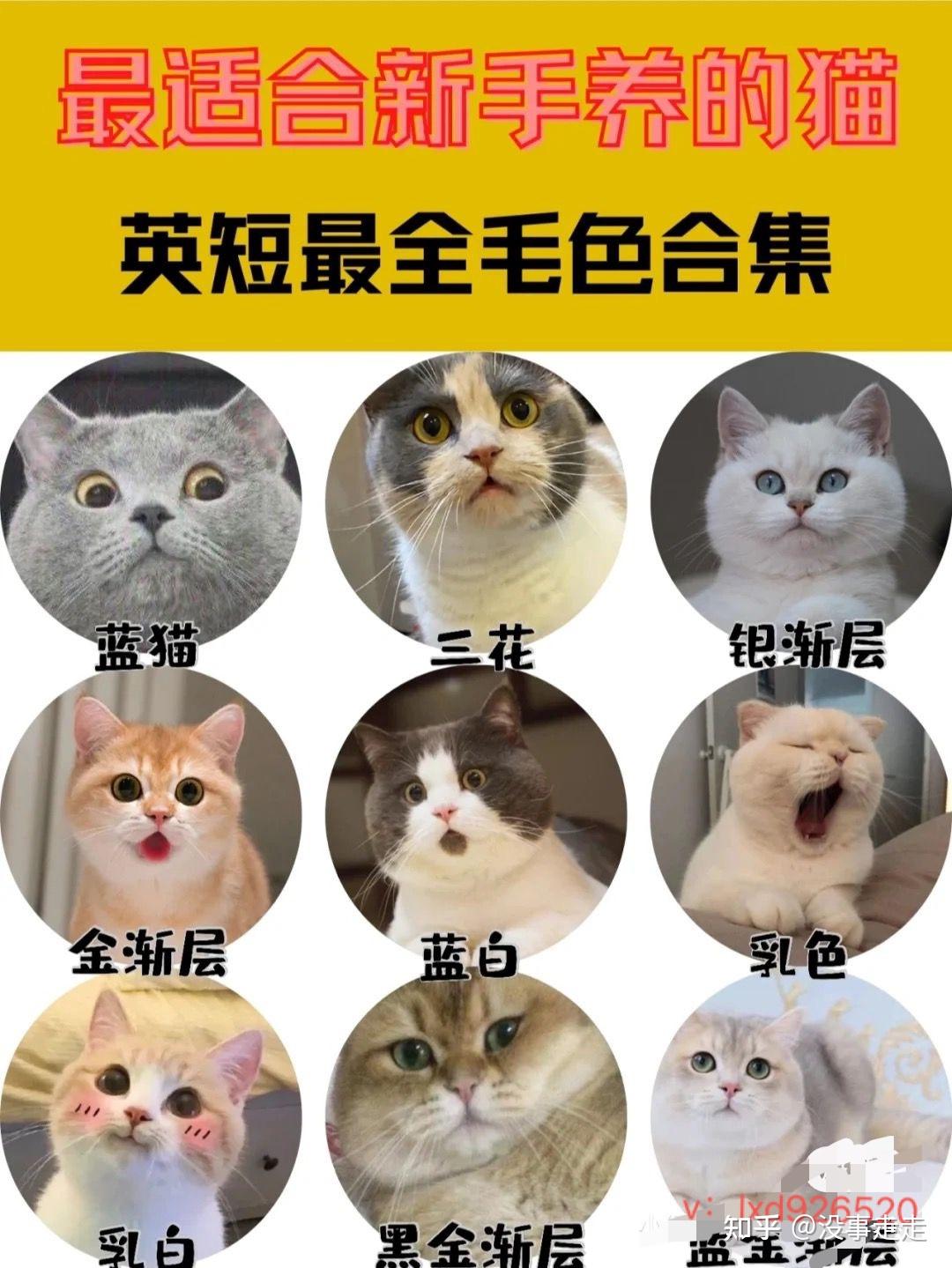 下面是各种英短的毛色大全