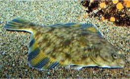 祝大家 鲆鲆鮟鮟 平平安安 年年有 鱼 余 作者 乐乐 左鲆右鲽 双偶网