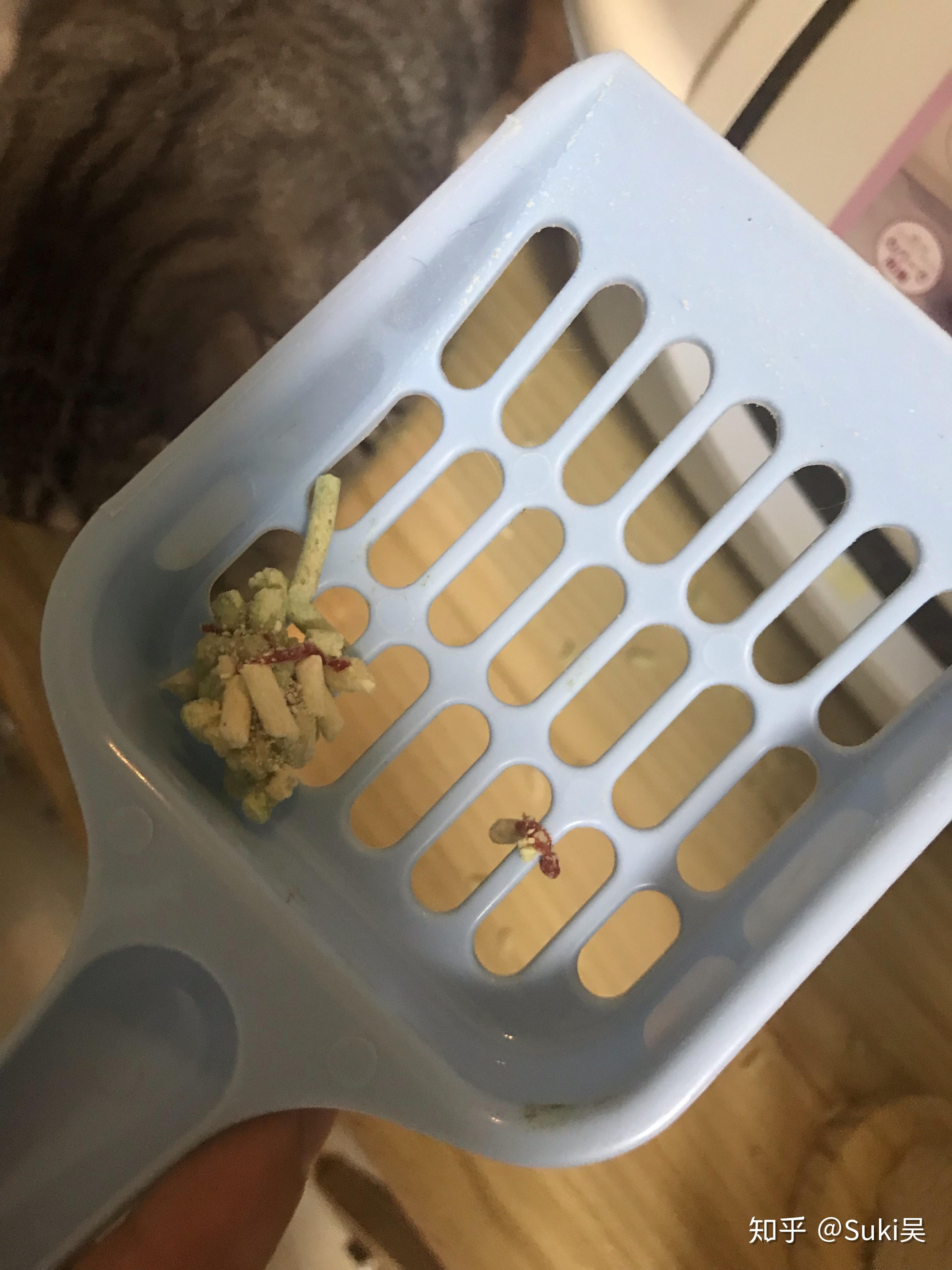 猫拉粑粑有长条型红色的虫子是什么啊