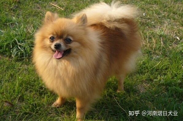 十大适合家养的小型犬 泰迪犬上榜,第七是世界上最小的犬种