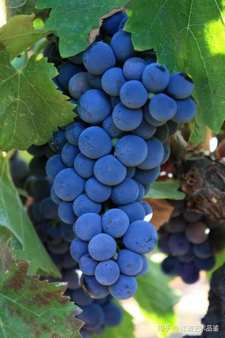 世界名酒每日一荐——"意大利传奇"超级托斯卡纳