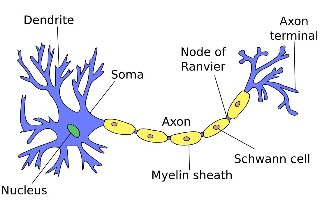 从生物神经元到人工神经元神经网络的介绍