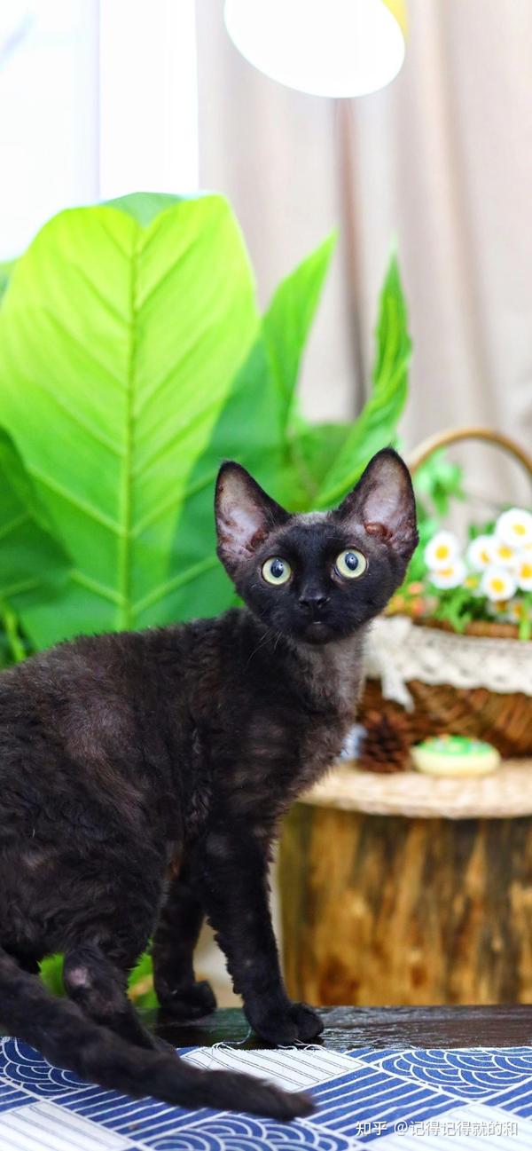 纯黑德文卷毛猫多少钱一只,纯黑德文图片 - 知乎