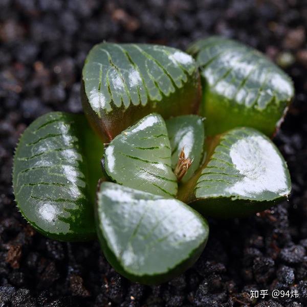 多肉胭脂云的爆盆技巧 胭脂莲多肉怎么养