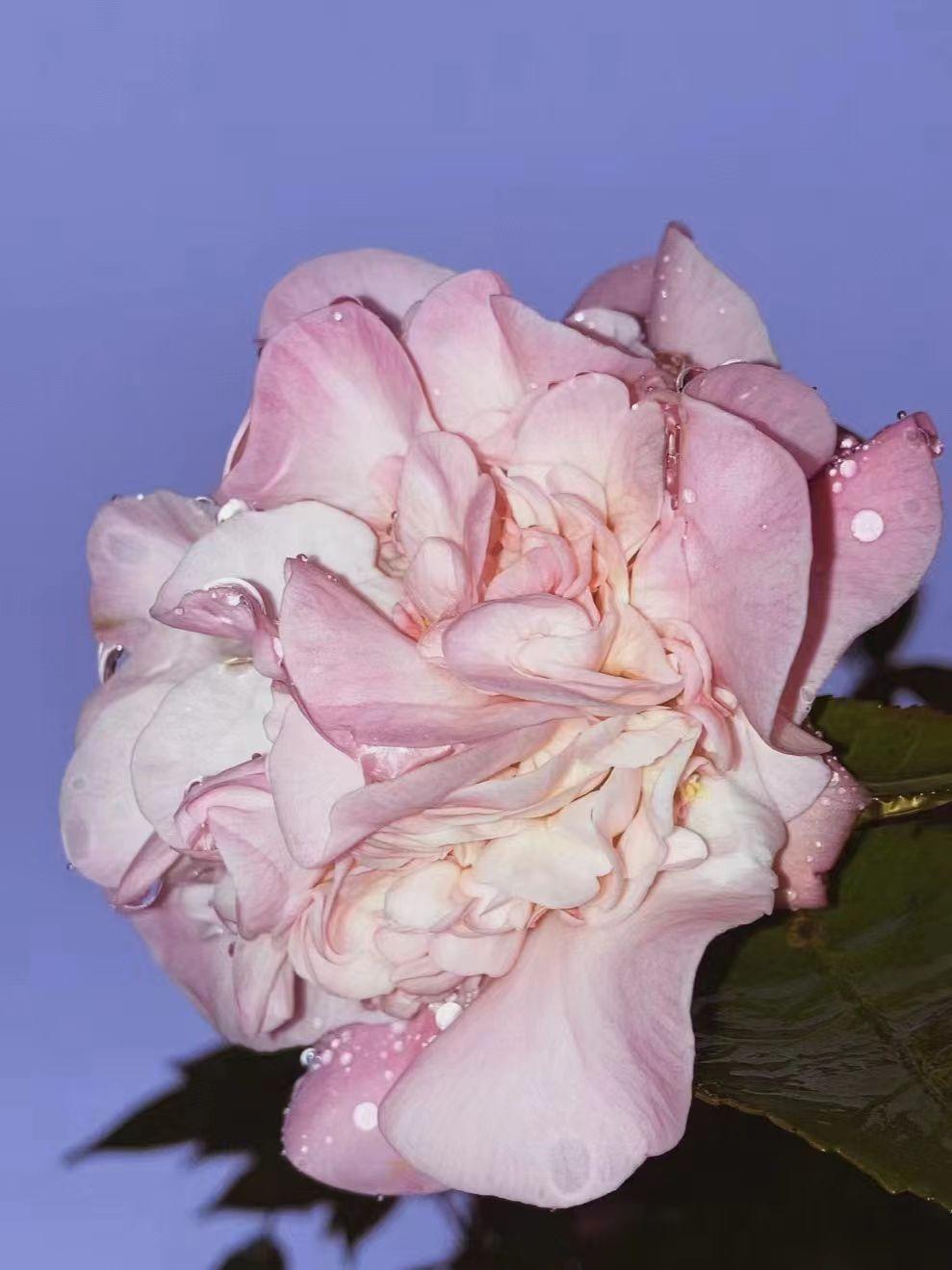 今年iphone se2值得买吗? - 知乎