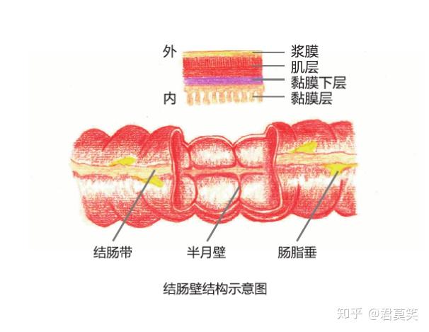 黑豹主演年仅43岁就因为结肠癌去世这是种什么疾病呢科普