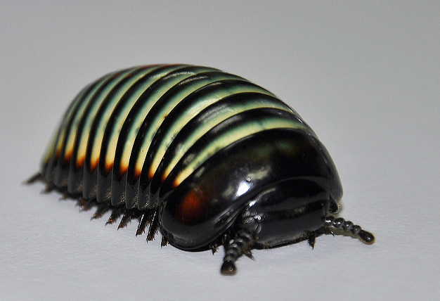 《通天帝国》里面的赤焰金龟,原型就是球马陆,不过它可没有让人自燃的