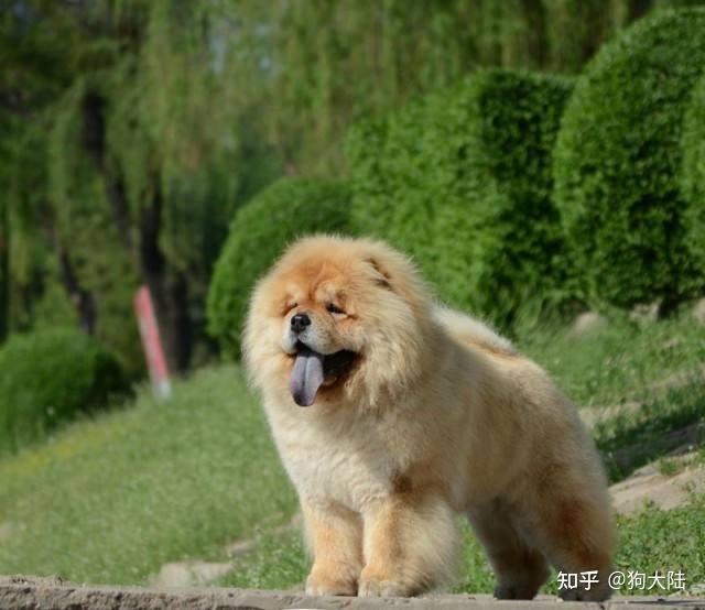 狗中大熊猫——松狮犬,丝毫不输国外犬