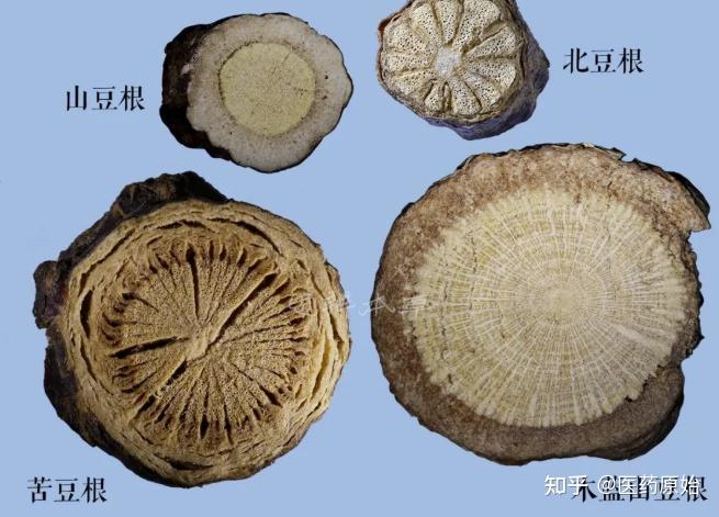 山豆根叶面肥图片