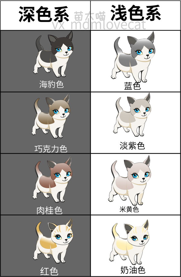 五分钟布偶猫遗传知识全知道