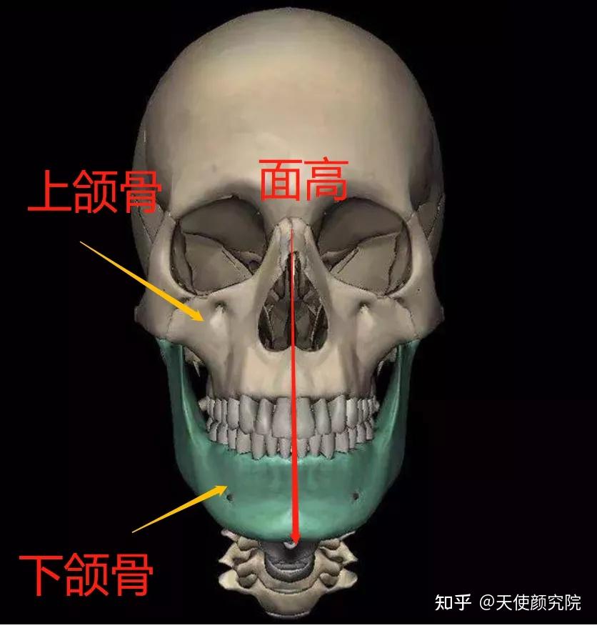 迎面骨在哪里图片