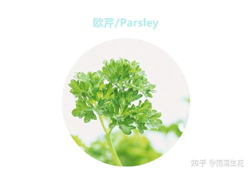 厨房里的香草:百里香 迷迭香 小茴香……都是什么香? - 知乎