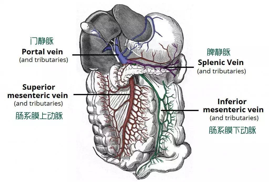 门静脉系 - 知乎