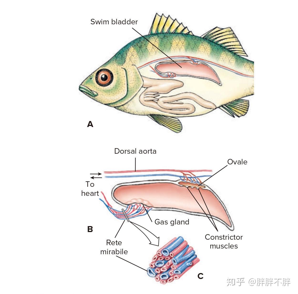 鱼的肾脏_功能