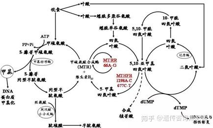 出生缺陷科普系列∣甲基丙二酸血症