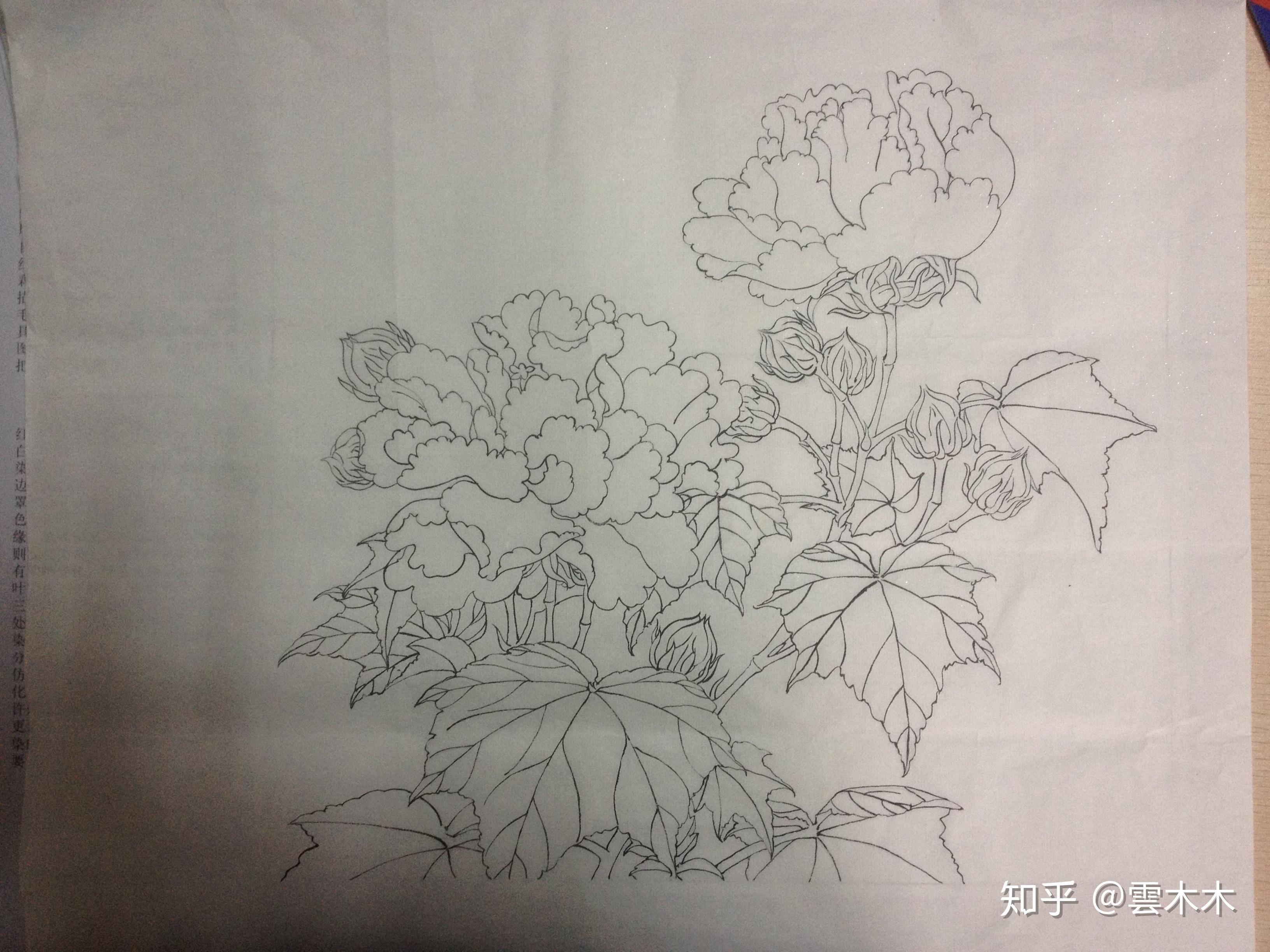 宋小品李迪红芙蓉国画工笔绘画步骤图