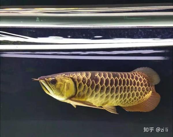 燕尾棋盘短鲷公母_短鲷2母1公_短鲷2母1公