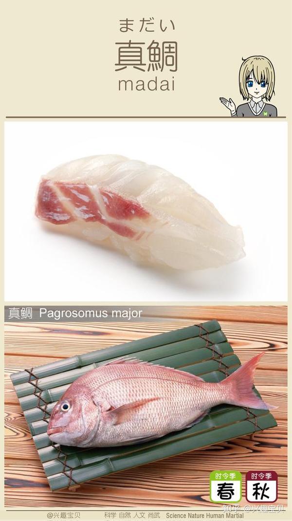 日本寿司一般会用到什么鱼 刺身的话除了三文鱼还有什么比较出名的鱼种供选用 寿司刺身有哪几种鱼 Urpimp网