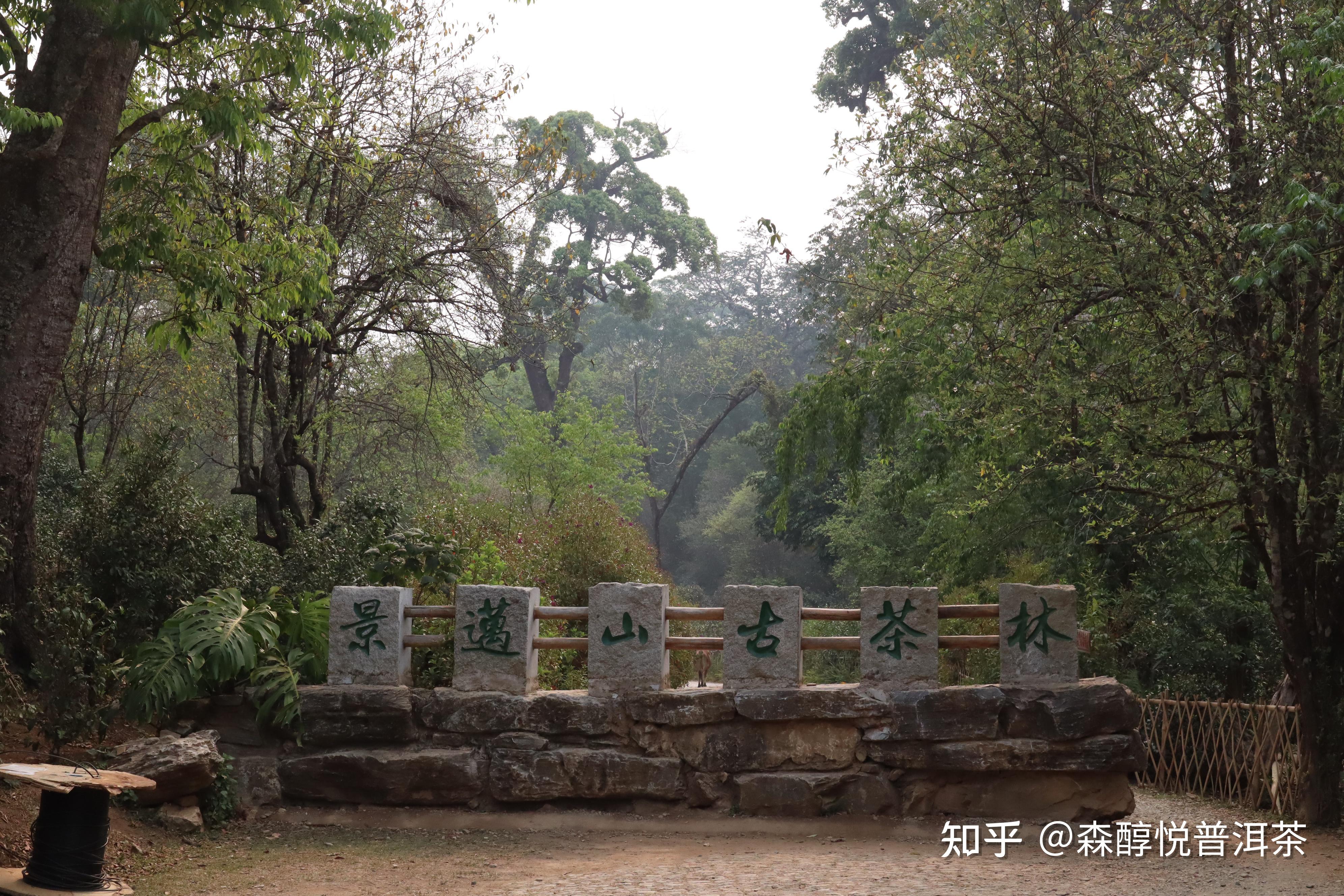 新六大茶山是哪六个?滋味如何? - 知乎