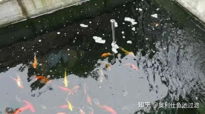 錦鯉魚池水面起泡是什麼原因? - 知乎