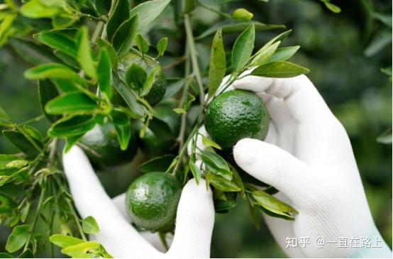小青柑普洱品牌哪个比较好?一篇看懂小青柑的产地、原料和特点!