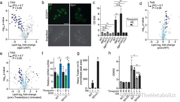 Nature Cell Biology:脂肪动起来,线粒体重生 - 知乎