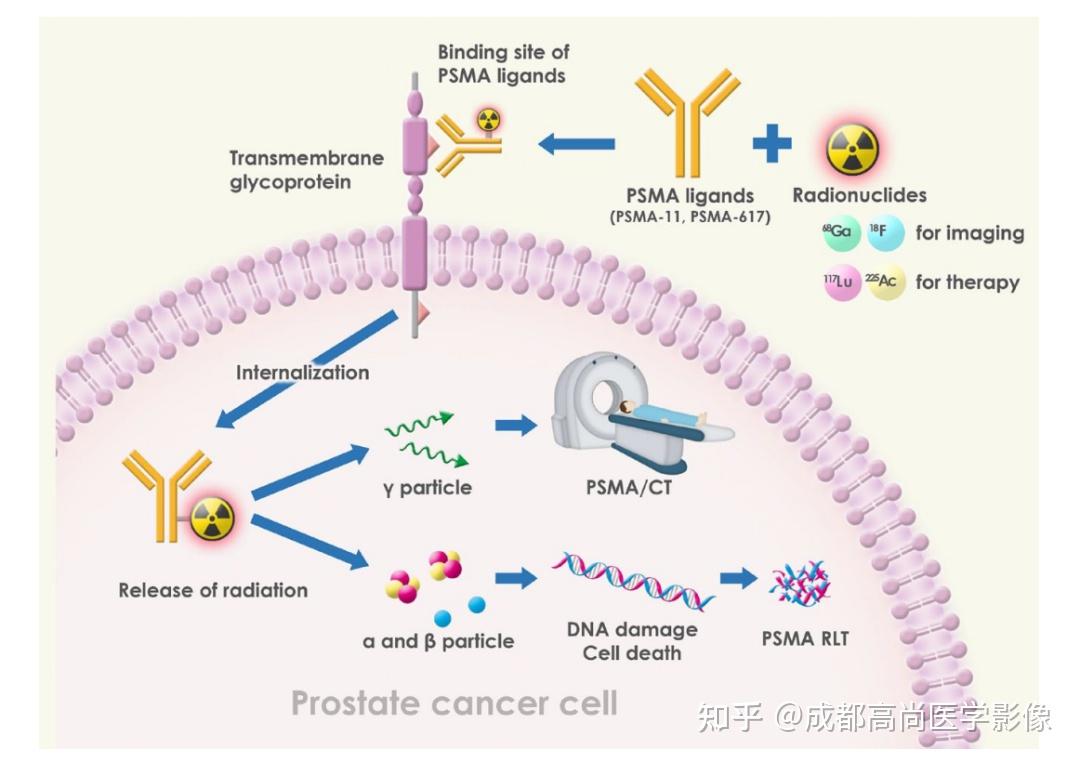 前列腺特异性膜抗原PSMA - 知乎