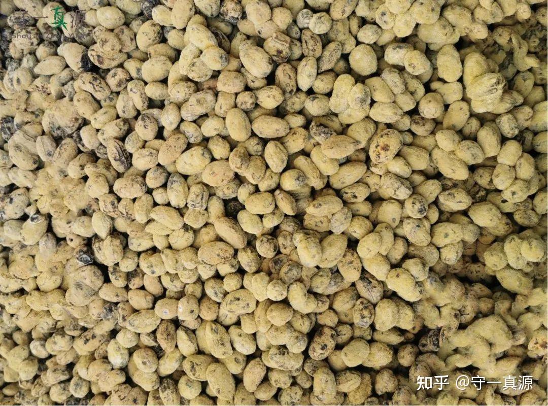 中药炮制 | 淡豆豉:豆子发酵不好,你失眠了吗? - 知乎
