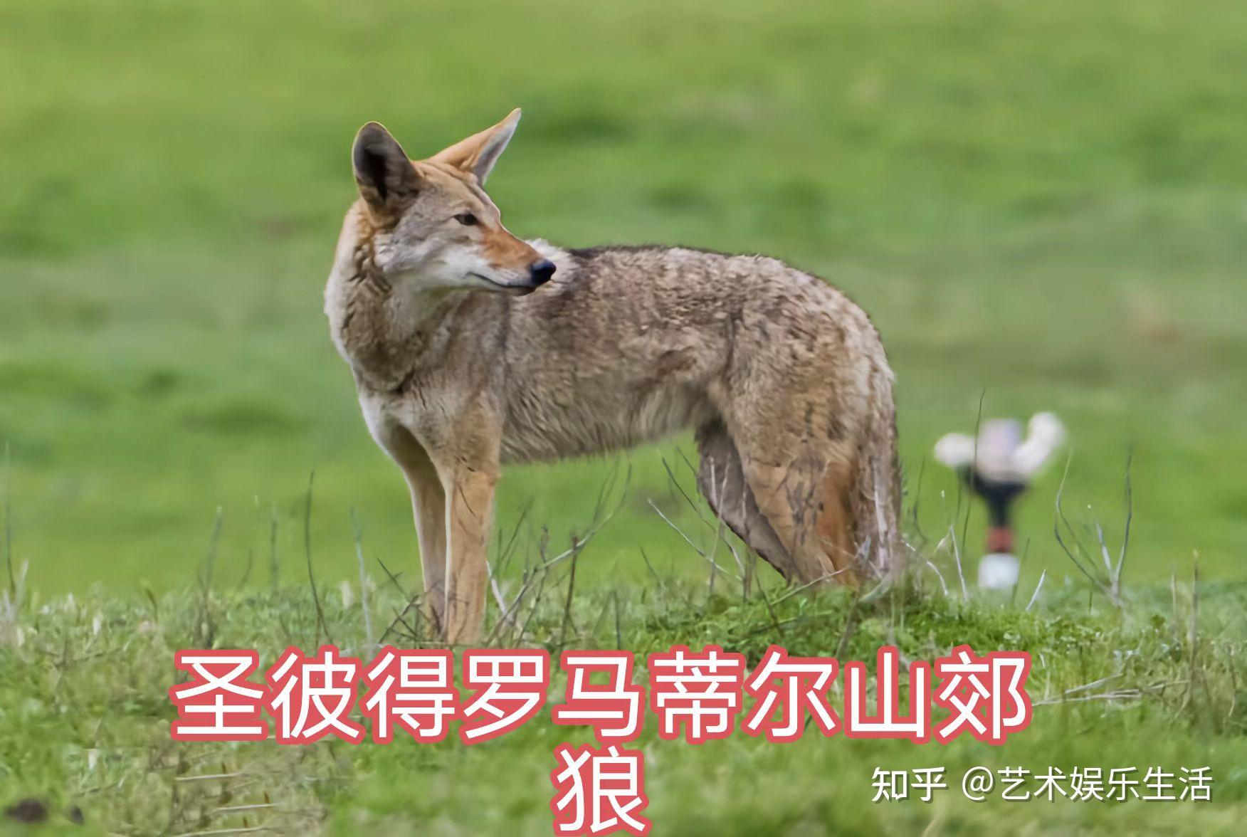 郊狼的19个亚种,活跃于人类生活区附近的狼群 - 知乎
