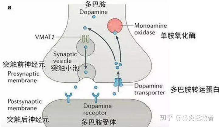 随着工作时间累加,大脑中的腺苷越多越多,释放出"疲劳"信号,提醒人体