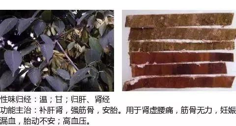 500余种中草药图  第398张