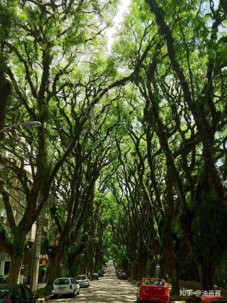 世界上最奇幻的12条树木隧道，有机会一定要去走一走 - 知乎