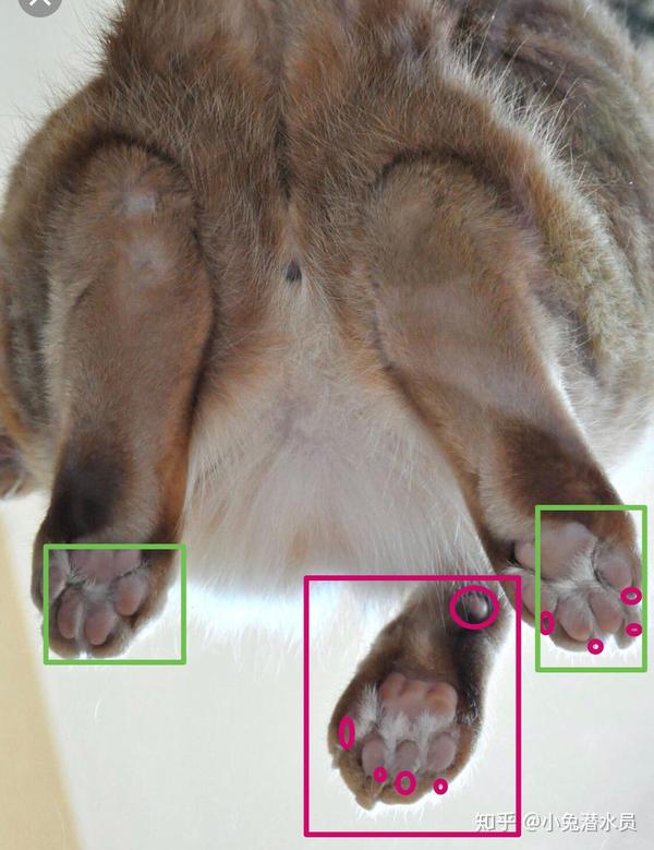 如何给兔兔剪指甲 知乎