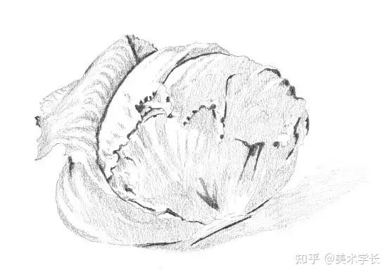 1.轻轻地描出卷心菜的大致轮廓,此时需注意叶子的不规则边缘.2.