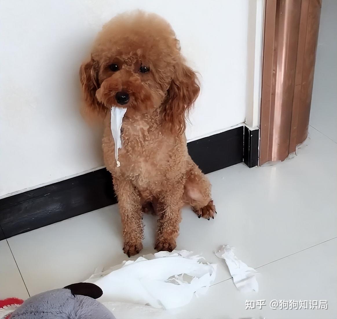 公认最乖的3种狗和最不听话的3种狗你家狗上榜了吗