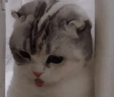 夏天到了 需要给猫咪开空调避暑吗 知乎