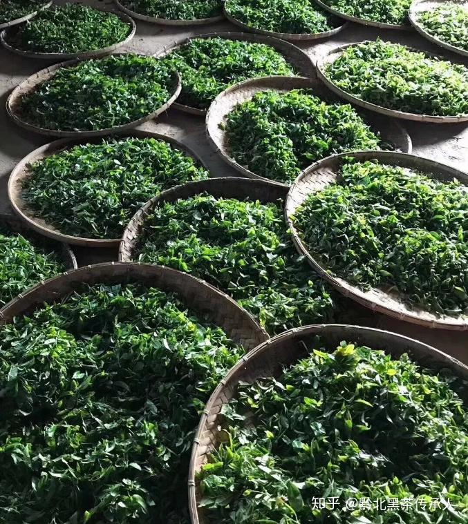 茶的利用:药用与食用 - 知乎
