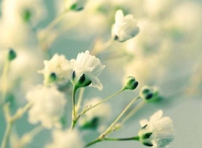每日の花历 生日密码 知乎 每日の花历 生日密码 知乎